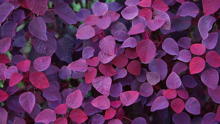 Pink Leaves Closeup